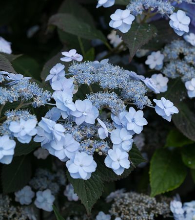 Mountain Hydrangea Tiny Tuff Stuff™